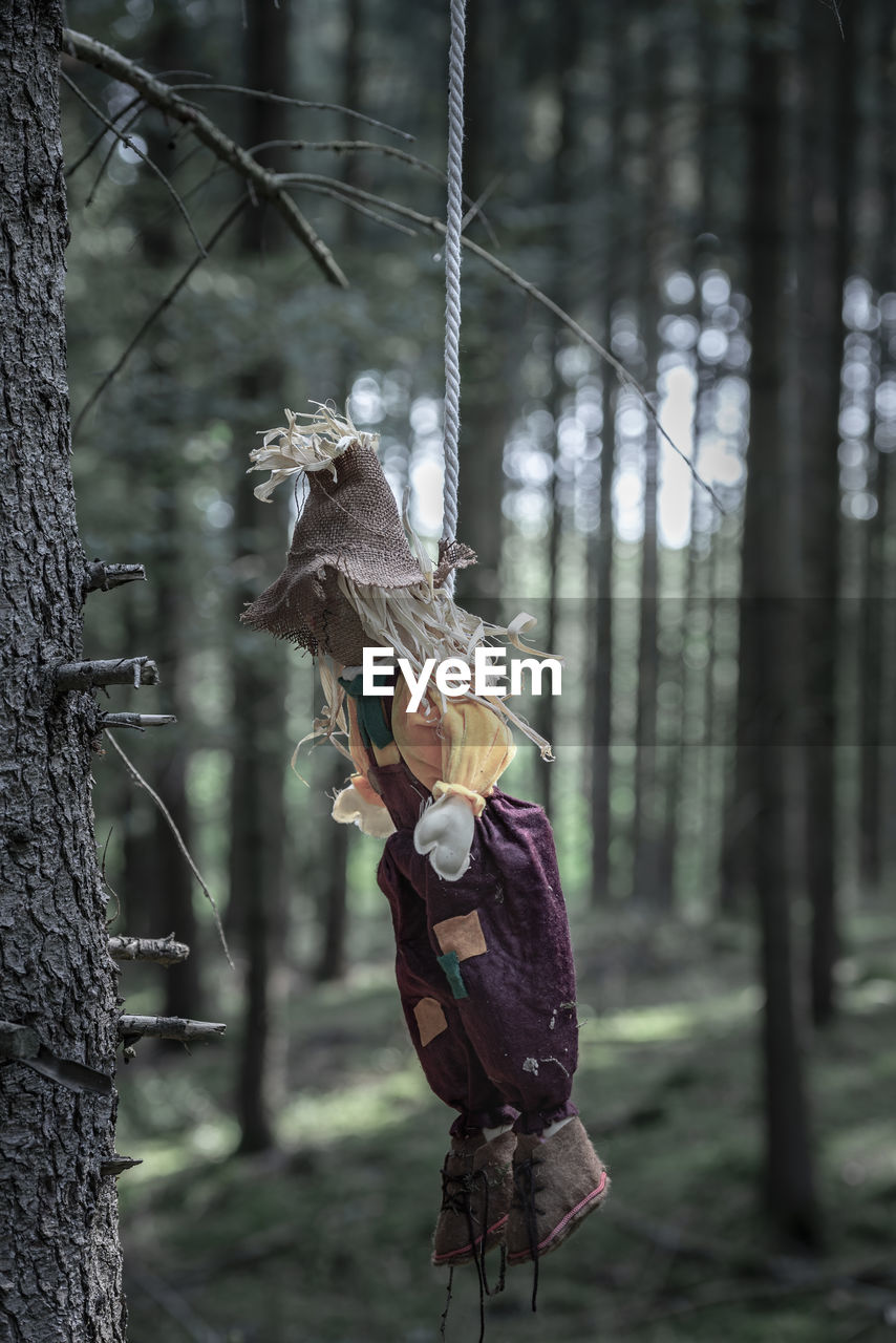 Close-up of doll hanging on tree