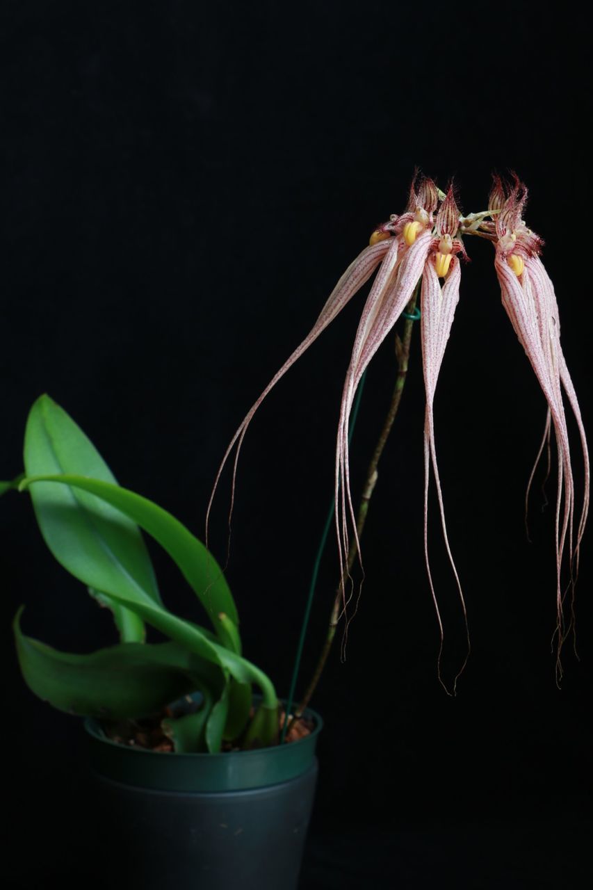 Close-up of potted plant against black background