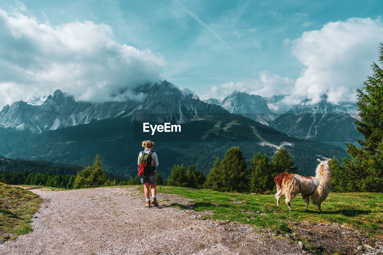 Backpacker and llamas on hiking trails in the dolomites, italy.