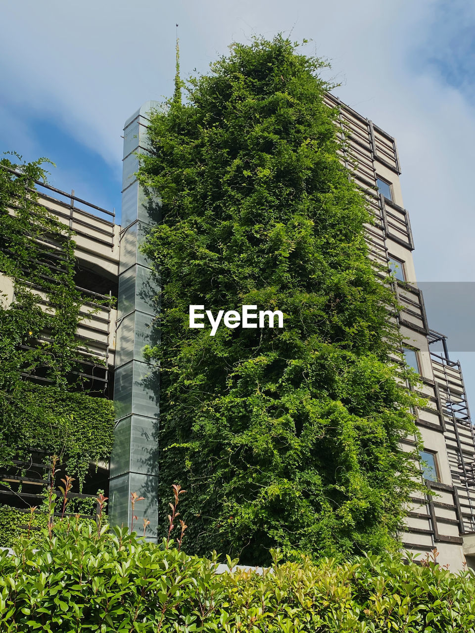 LOW ANGLE VIEW OF TREE AGAINST BUILDING