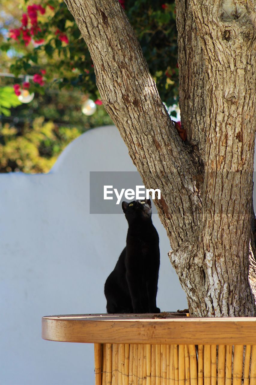 animal themes, animal, one animal, tree, animal wildlife, plant, tree trunk, trunk, wildlife, nature, branch, mammal, wood, no people, bird, day, perching, flower, outdoors, spring, cat, black