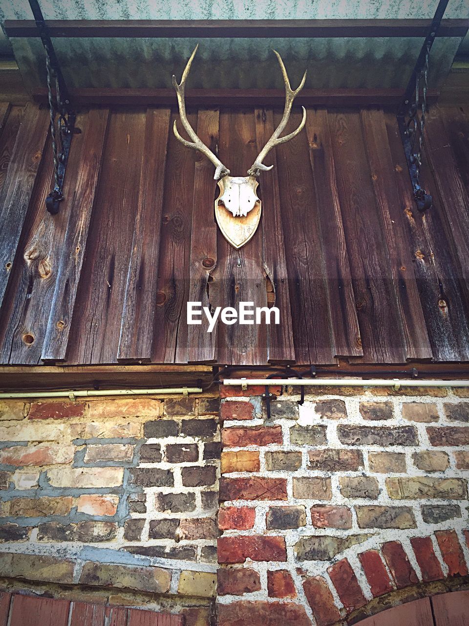 Deer antlers on wooden wall