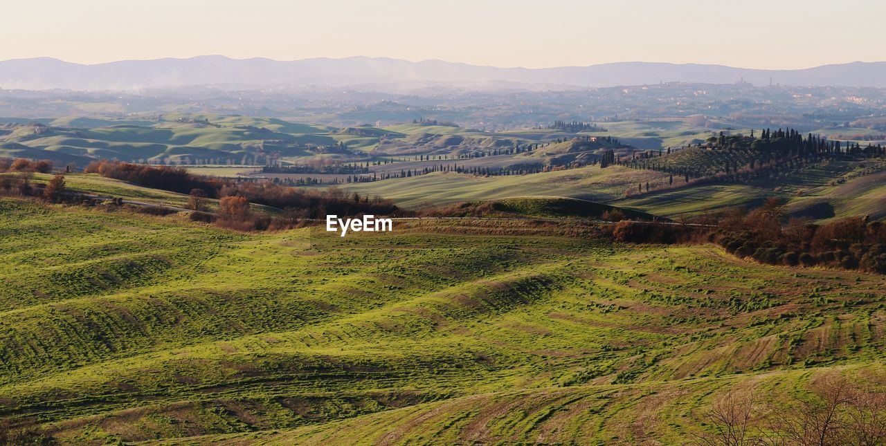 Scenic view of agricultural field against sky