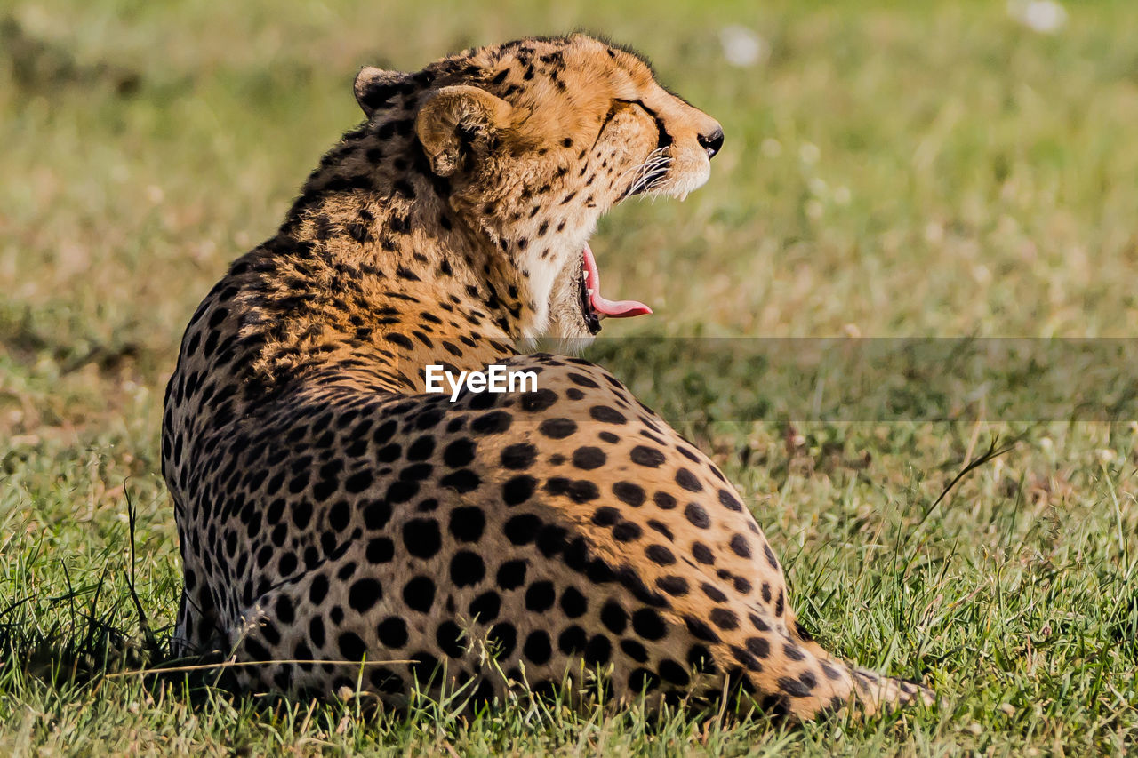 A cheetah yawns while resting on the ground