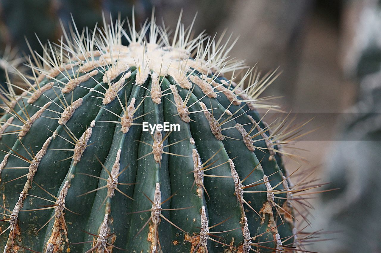 CLOSE-UP OF SUCCULENT PLANTS