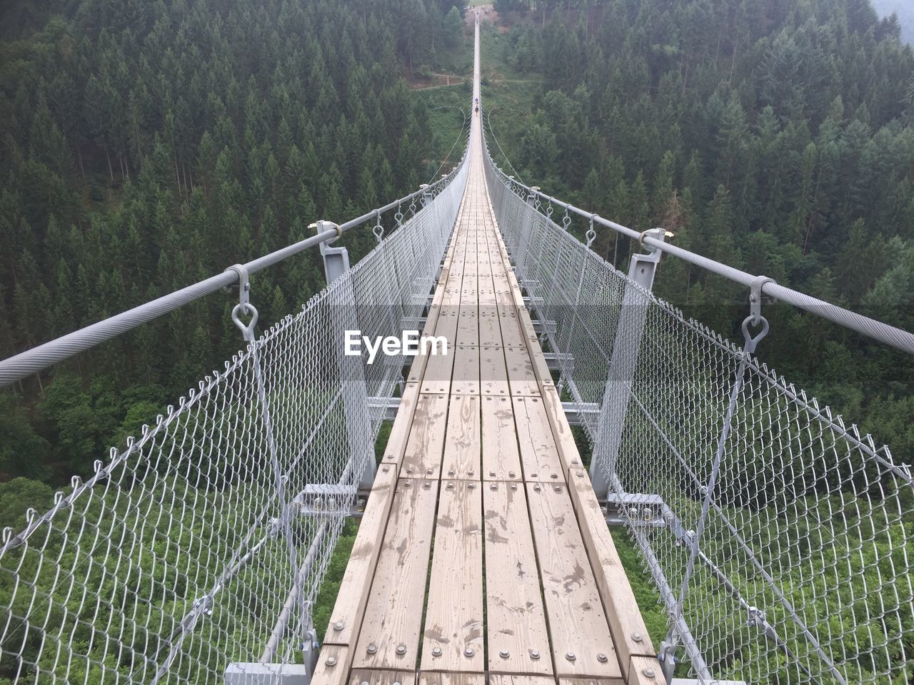 View of footbridge in forest