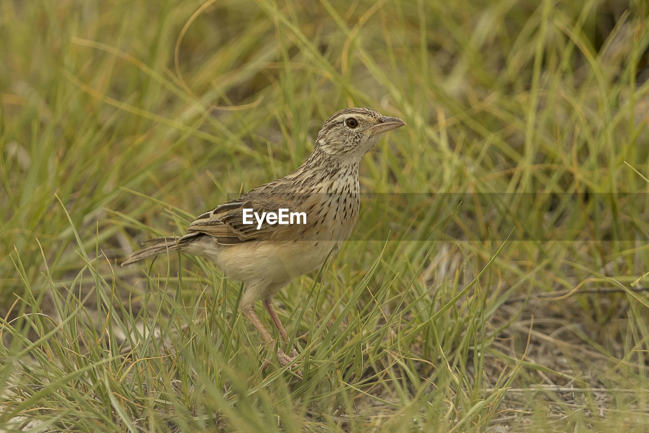 Bird perching on grass