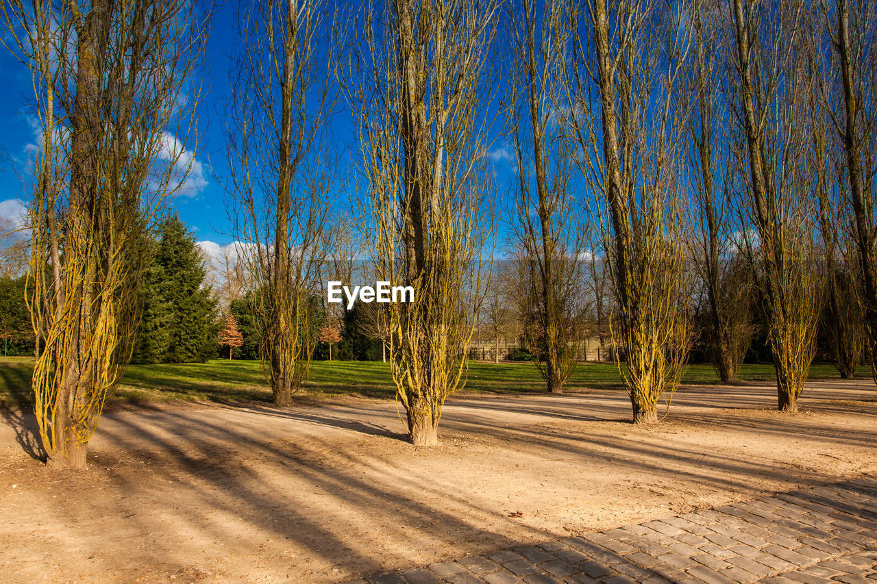 PANORAMIC SHOT OF TREES AGAINST SKY