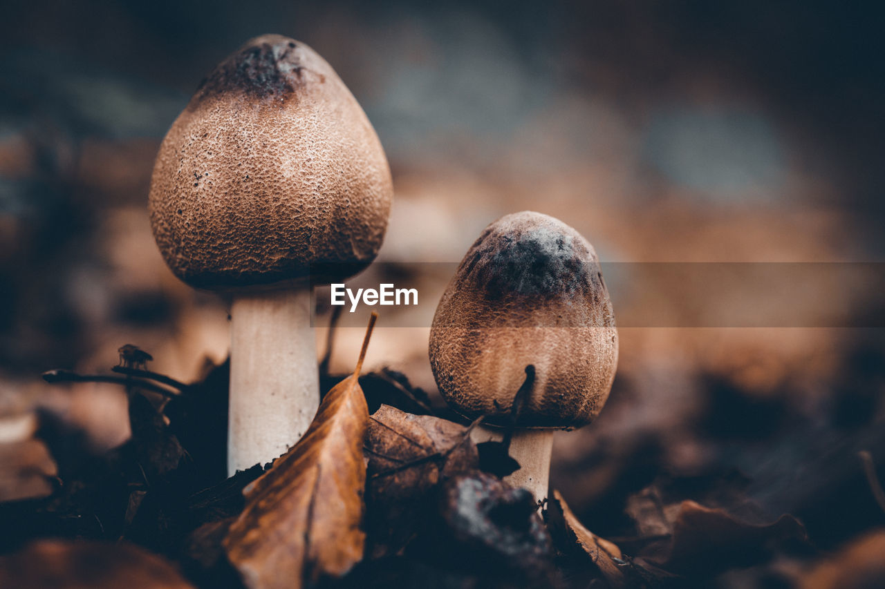 CLOSE-UP OF MUSHROOM GROWING IN FIELD