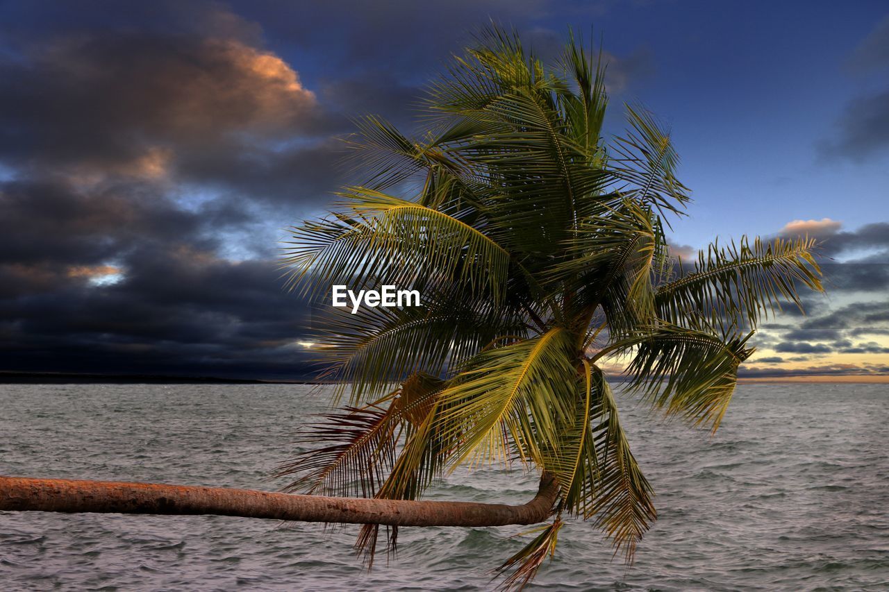 Palm tree by sea against sky