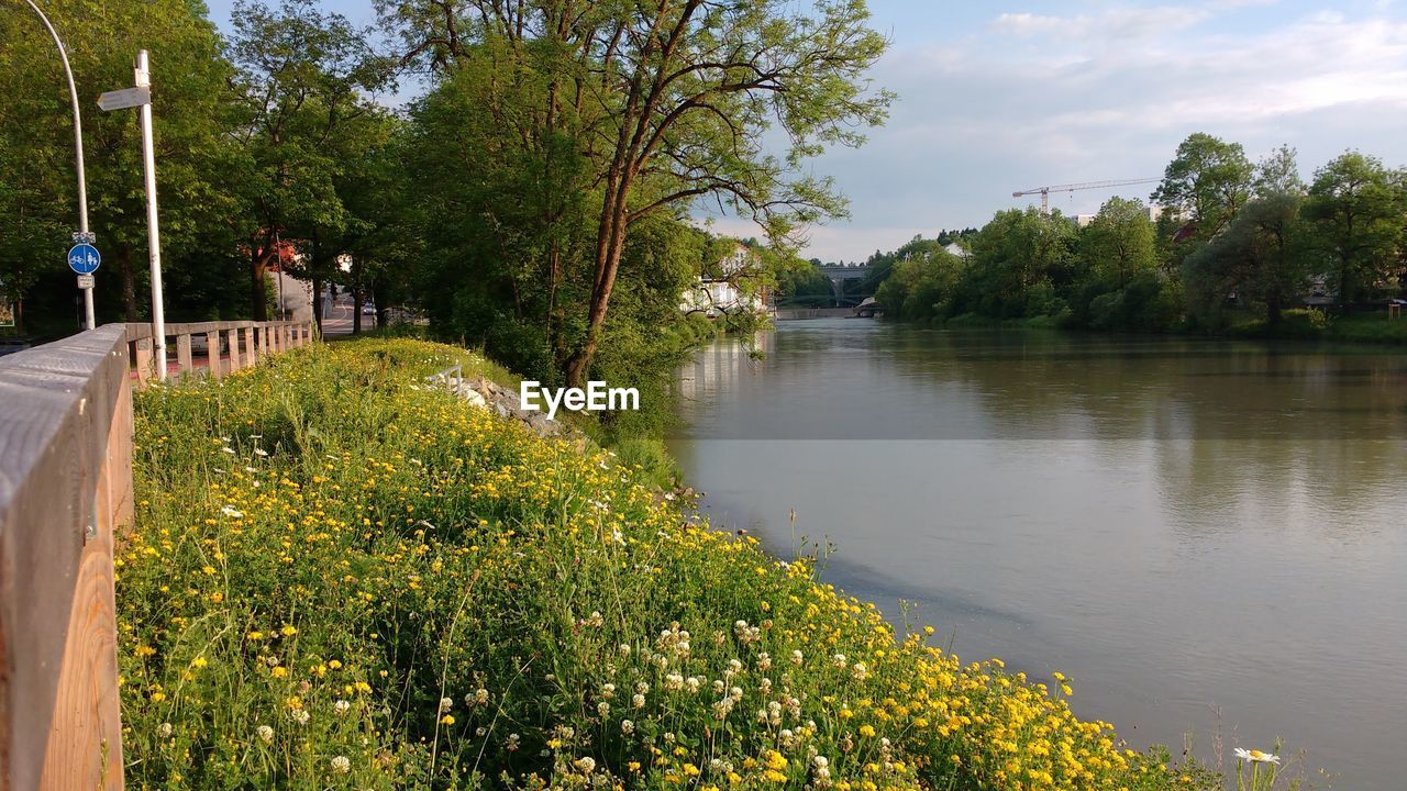 PLANTS BY RIVER AGAINST SKY