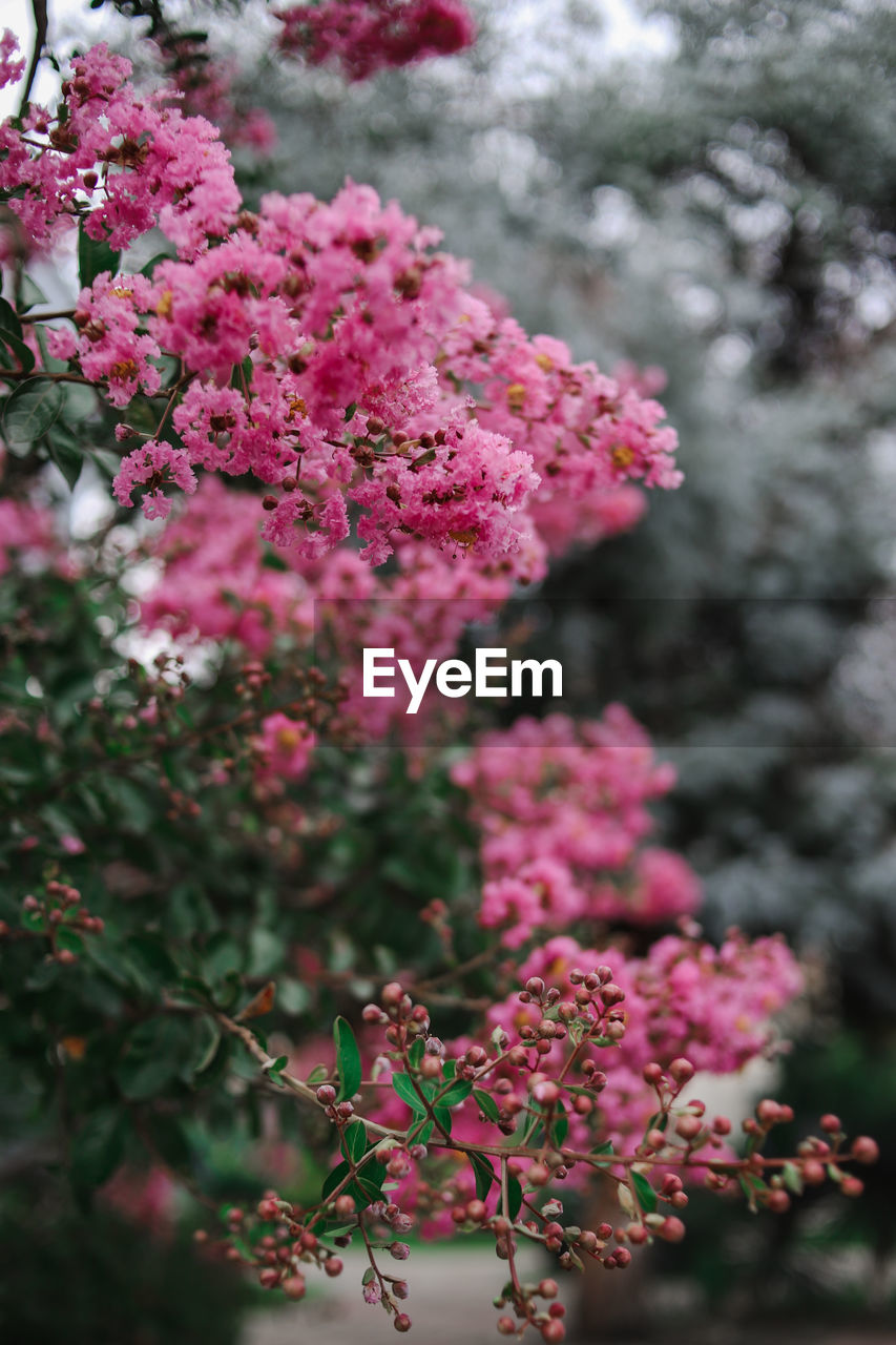 CLOSE-UP OF PINK FLOWERS