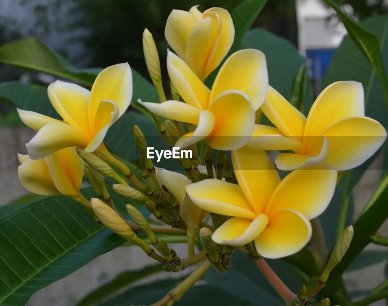 flower, plant, flowering plant, yellow, beauty in nature, freshness, leaf, close-up, plant part, petal, nature, frangipani, growth, flower head, inflorescence, fragility, no people, outdoors, focus on foreground, orchid, blossom, tropical climate, springtime