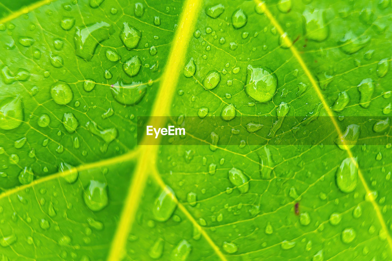 FULL FRAME SHOT OF WET GREEN LEAVES