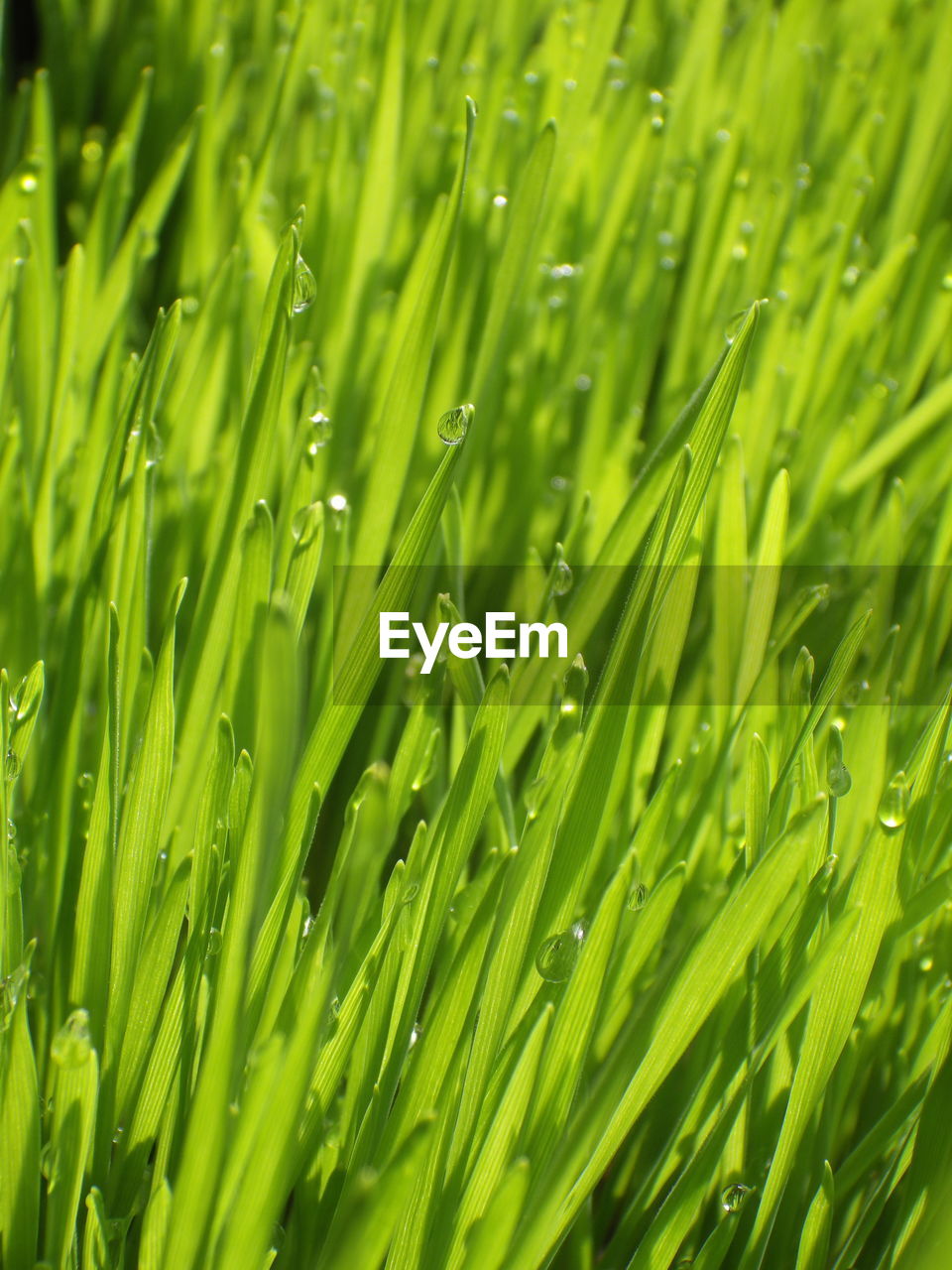 green, plant, growth, nature, grass, backgrounds, lawn, beauty in nature, no people, full frame, wet, drop, water, close-up, wheatgrass, freshness, land, plant stem, grassland, leaf, field, environment, outdoors, day, dew, plant part, agriculture, foliage, selective focus, lush foliage, blade of grass, meadow, rain, crop