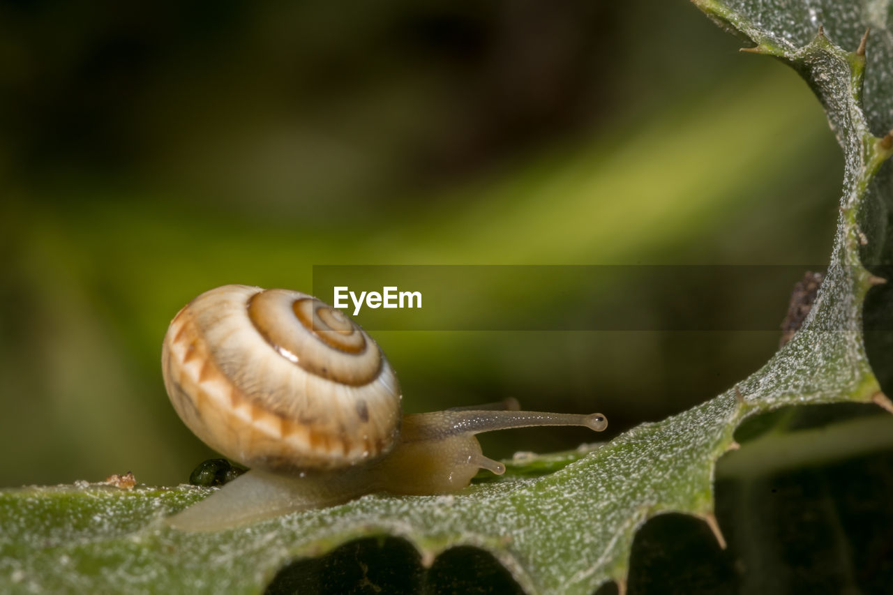 CLOSE-UP OF SNAIL OUTDOORS