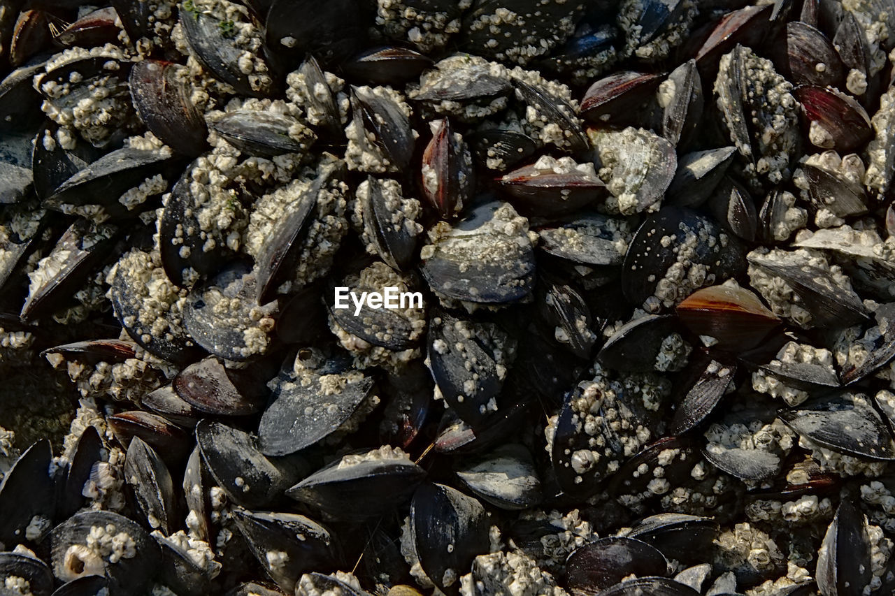 HIGH ANGLE VIEW OF PEBBLES IN A ROW