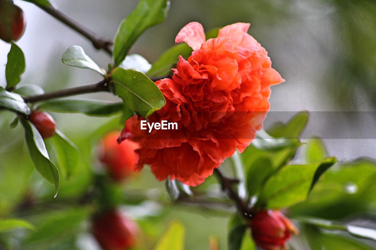 CLOSE-UP OF RED ROSES