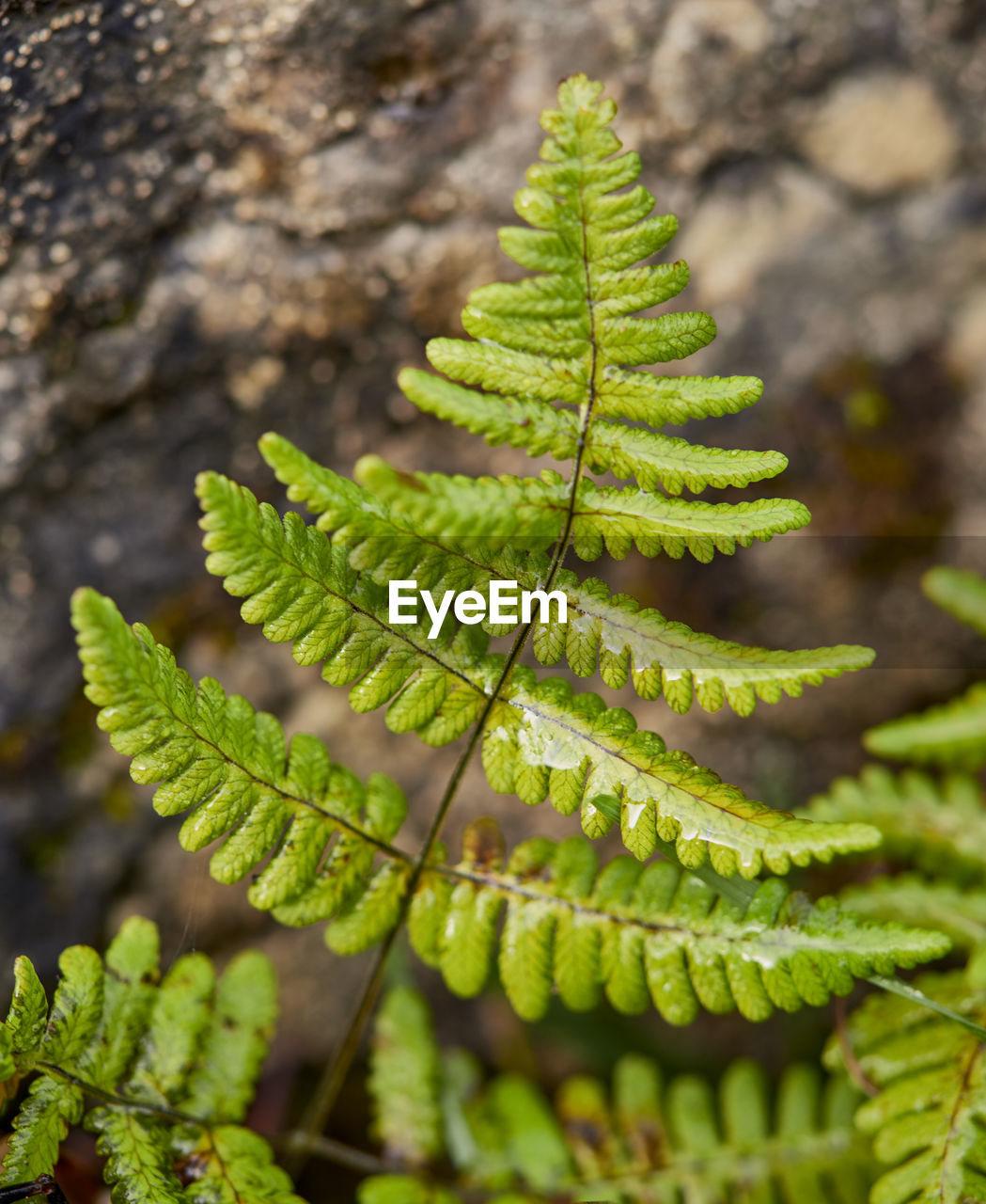 Close-up of fern leaves