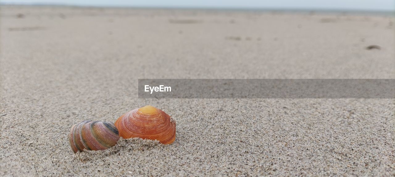 sand, land, beach, animal wildlife, nature, sea, shell, animal, no people, animal shell, day, wildlife, animal themes, water, focus on foreground, beauty in nature, close-up, outdoors, tranquility, seashell, natural environment, sky, tranquil scene
