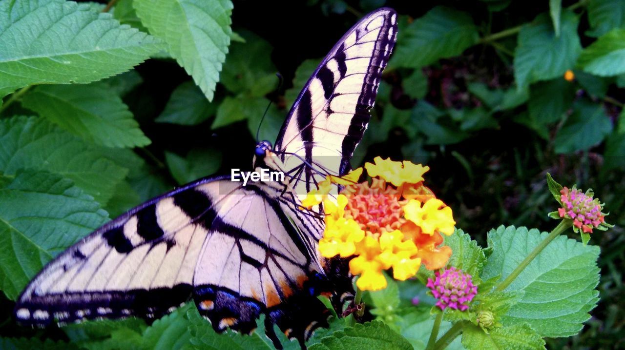 CLOSE-UP OF BUTTERFLY POLLINATING ON ORANGE LEAF