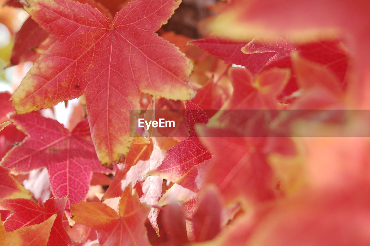 FULL FRAME SHOT OF RED LEAVES ON TREE
