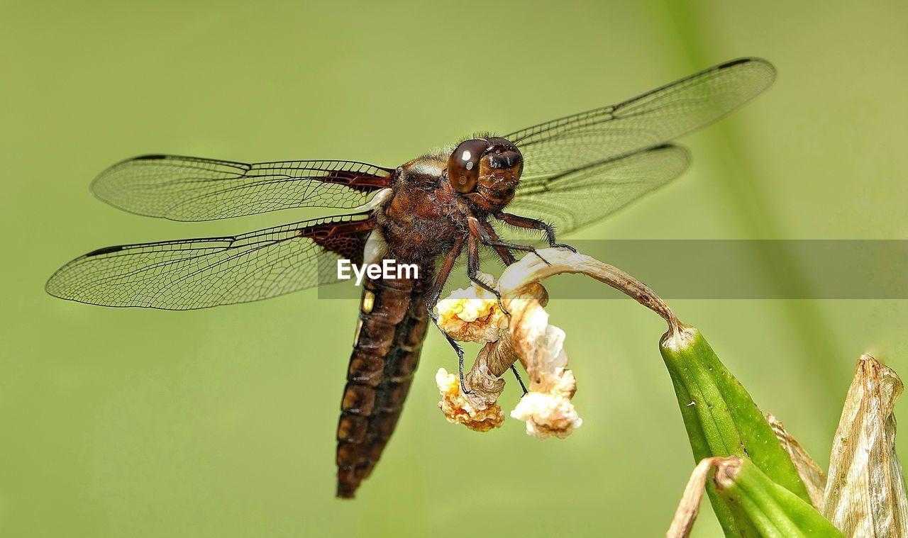 close-up of dragonfly