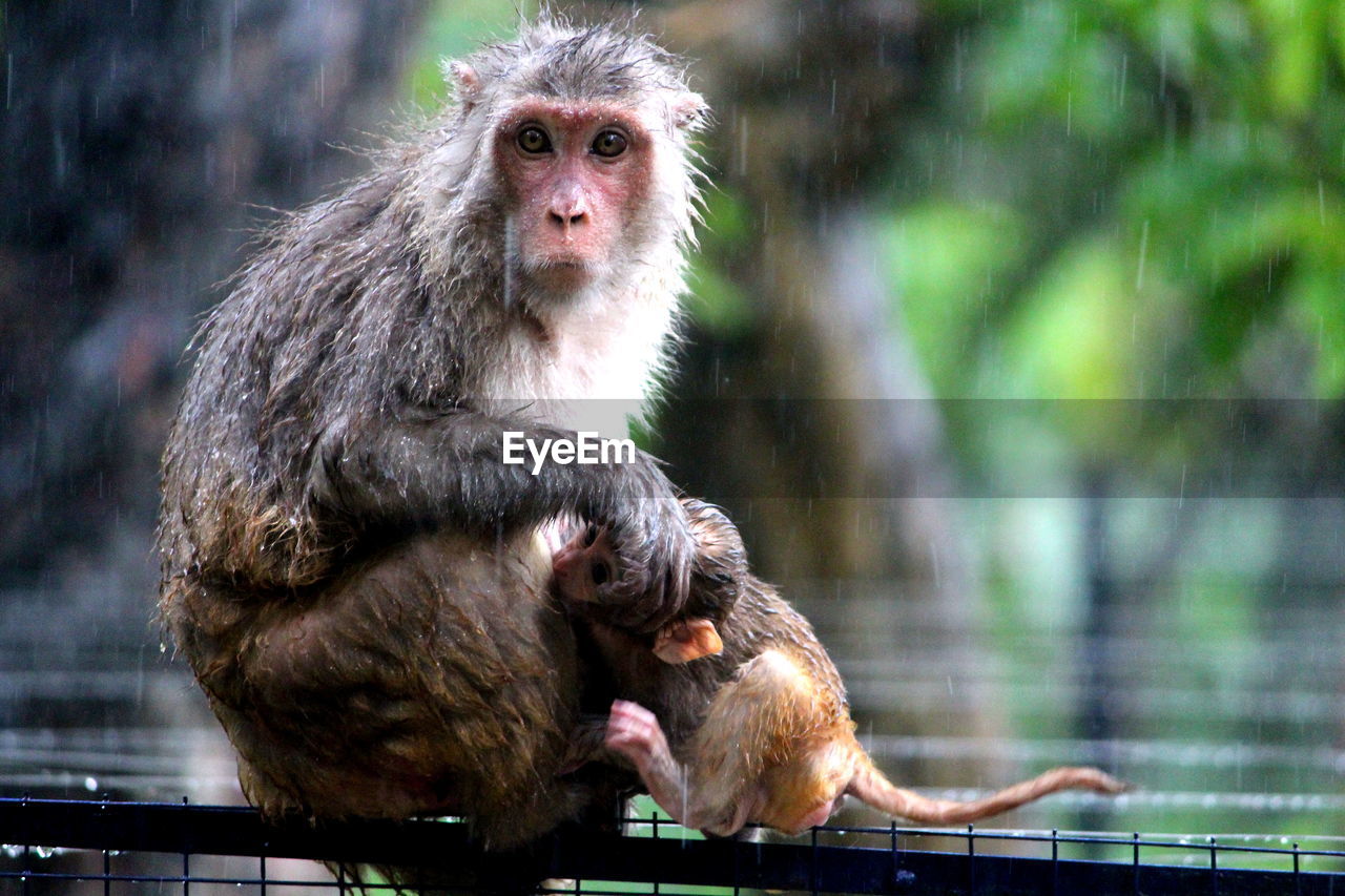 Portrait of monkeys in rain