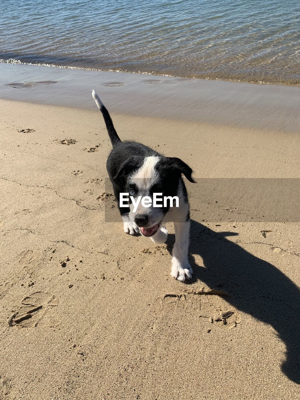 DOG ON THE BEACH