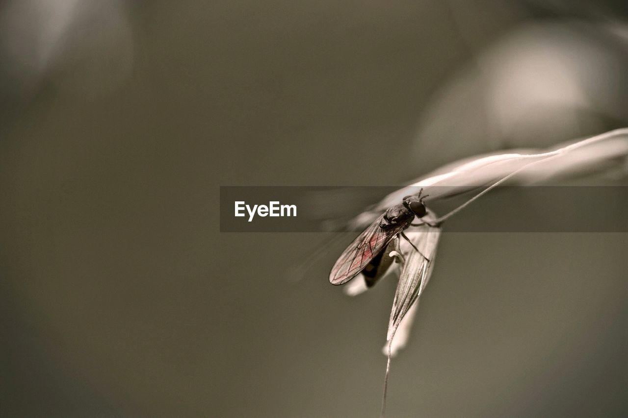 Close-up of insect on stem against blurred background