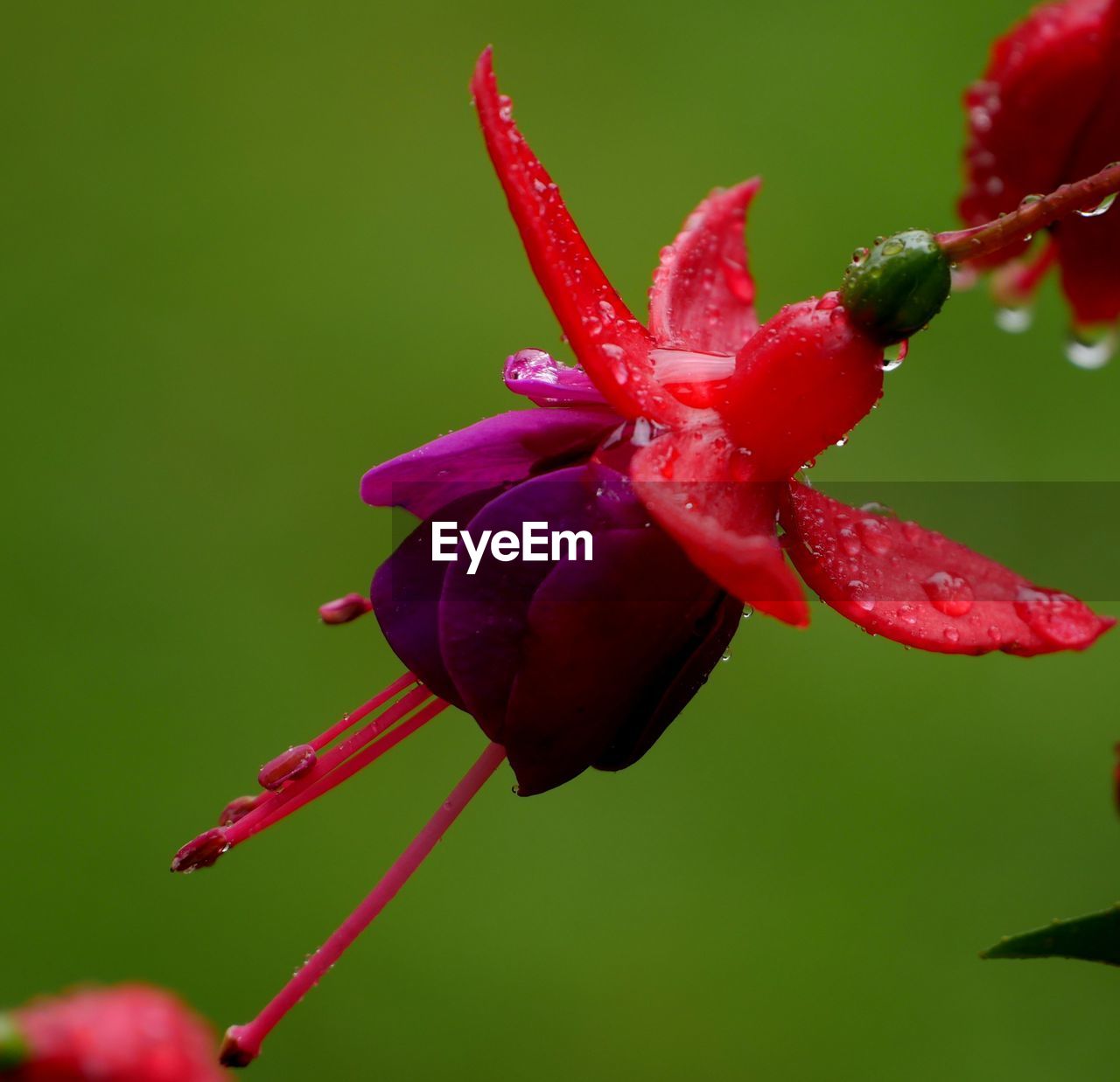 CLOSE-UP OF RED FLOWER