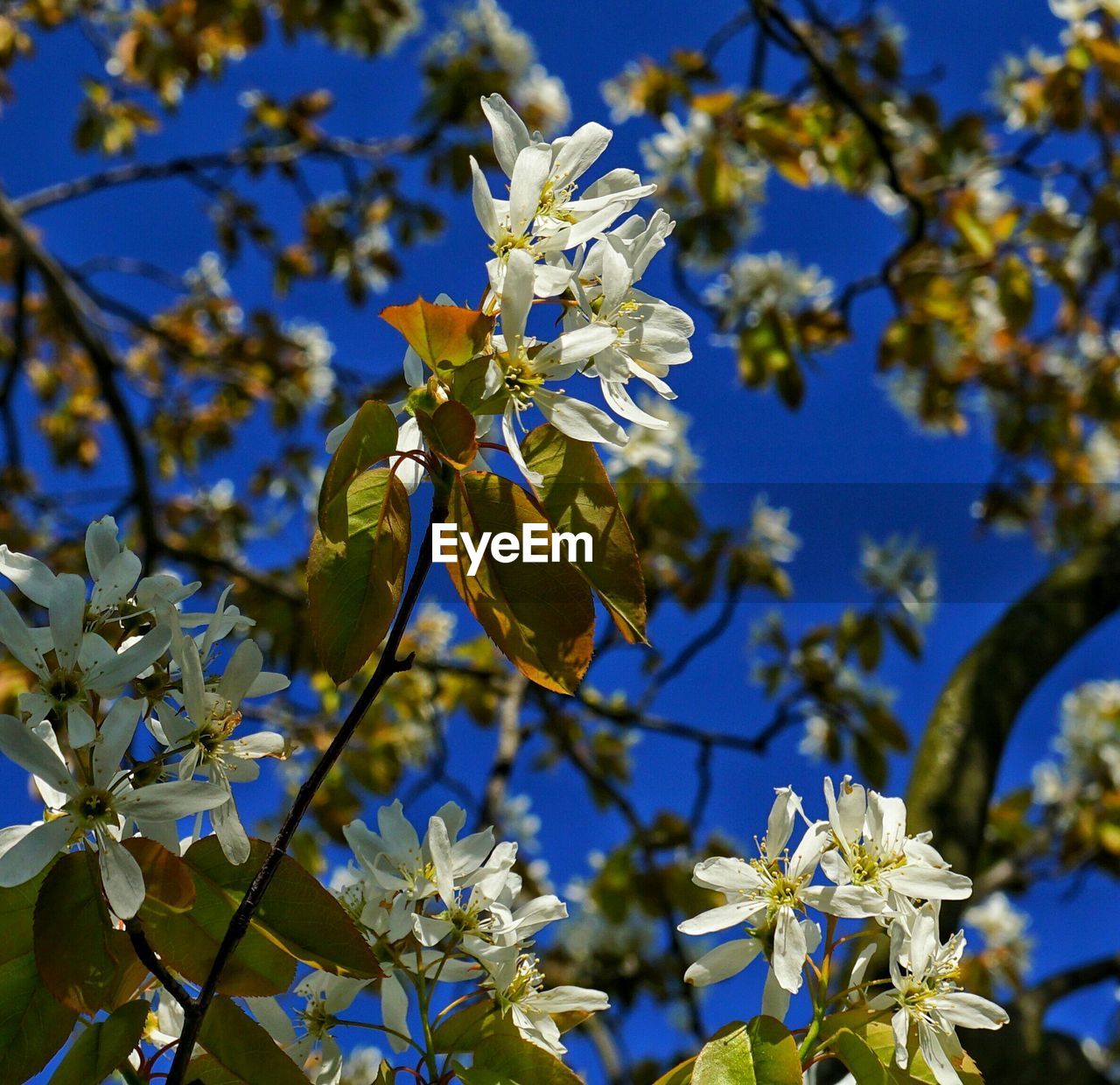 Close-up low angle view of flowers