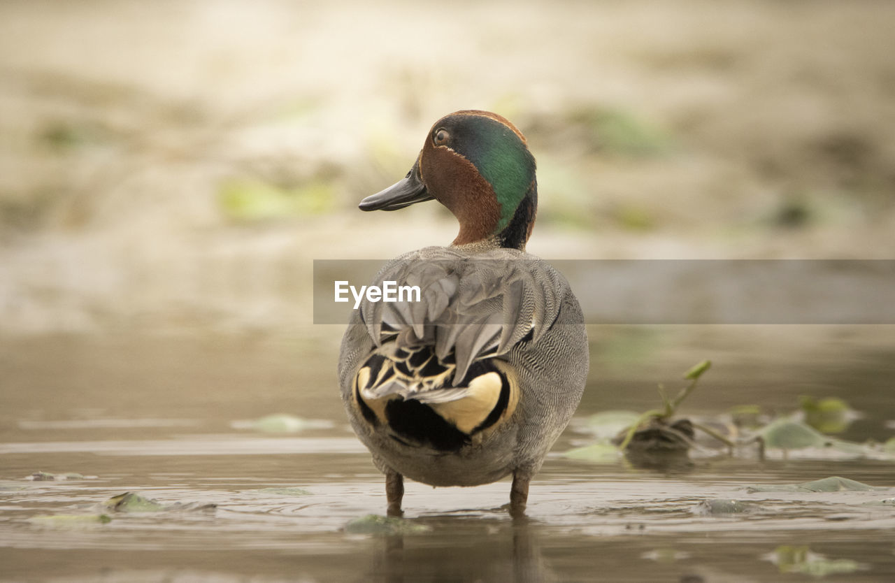 animal themes, animal, animal wildlife, bird, wildlife, duck, water bird, ducks, geese and swans, mallard, water, beak, nature, one animal, lake, goose, close-up, no people, poultry, day, outdoors, full length, focus on foreground, beauty in nature