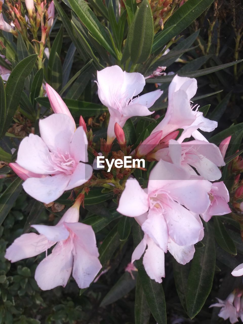 CLOSE-UP OF WHITE FLOWERS