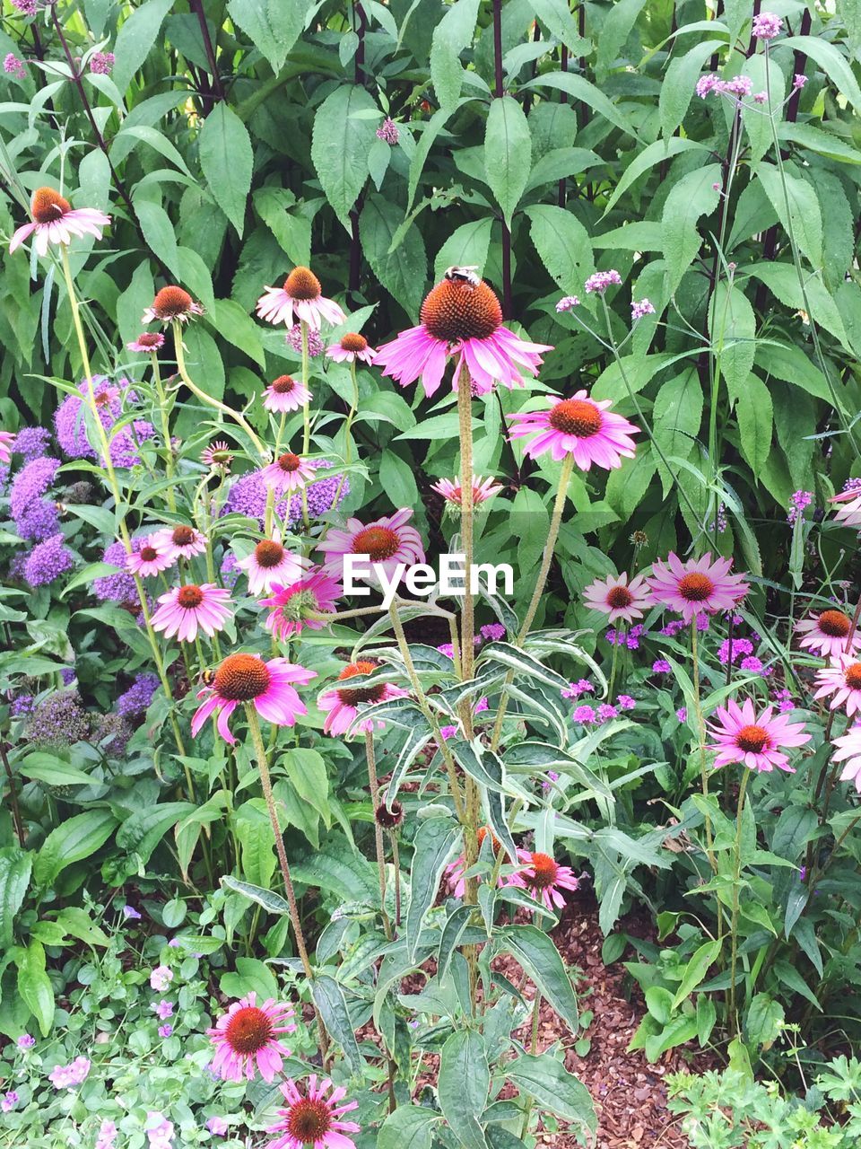 CLOSE-UP OF PINK FLOWERS IN PARK