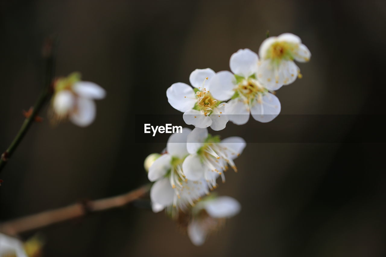 plant, flower, flowering plant, freshness, beauty in nature, fragility, blossom, branch, springtime, close-up, growth, tree, macro photography, nature, white, flower head, produce, inflorescence, spring, petal, food, cherry blossom, twig, focus on foreground, no people, fruit, outdoors, selective focus, botany, day, pollen, fruit tree, apple tree, food and drink, apple blossom, yellow, bud, almond tree, plant stem, cherry tree, plum blossom, stamen