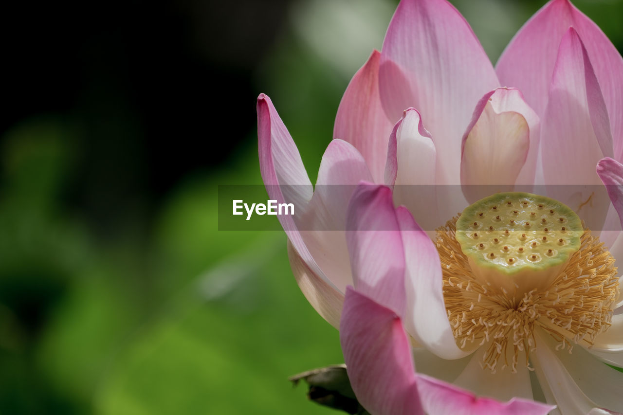 CLOSE-UP OF PINK LOTUS WATER LILY IN GARDEN