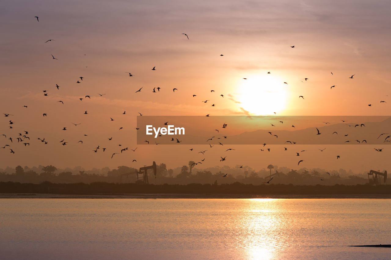 Silhouette birds flying over river during sunset