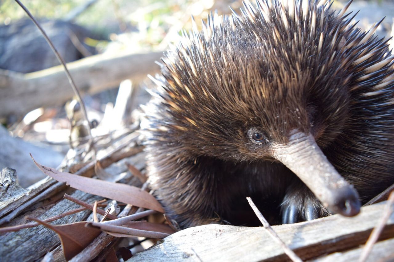 CLOSE-UP OF ANIMAL