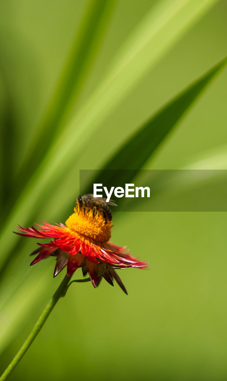 CLOSE-UP OF BUTTERFLY ON FLOWER