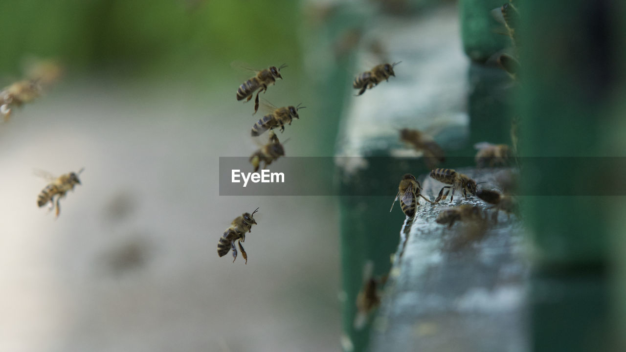 Close-up of flying bees 