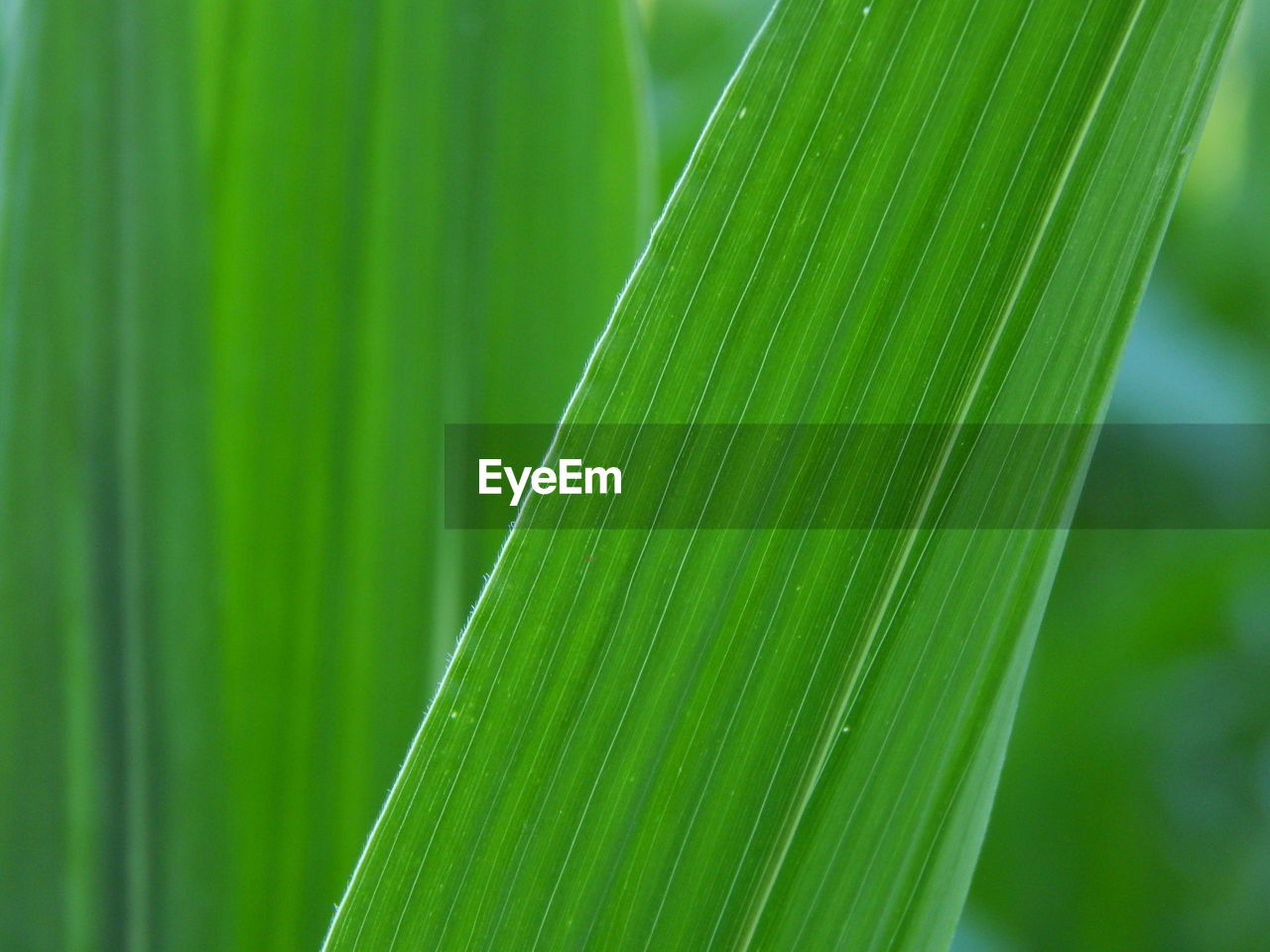 Close-up of palm leaves