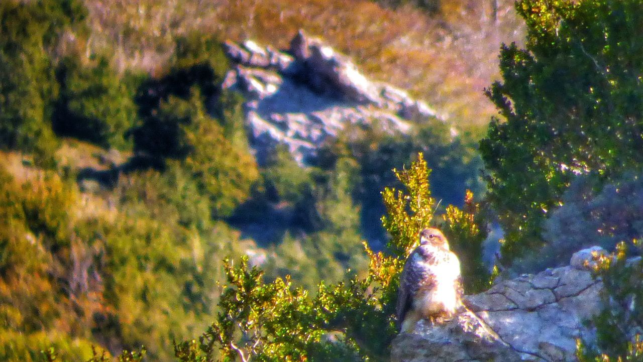 CLOSE-UP OF HORSE BY TREES