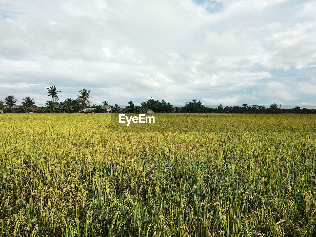 SCENIC VIEW OF FARM AGAINST SKY