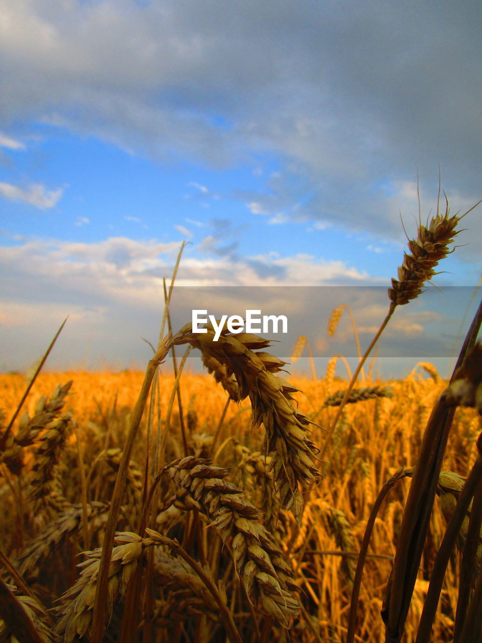 CLOSE-UP OF STALKS AGAINST THE SKY