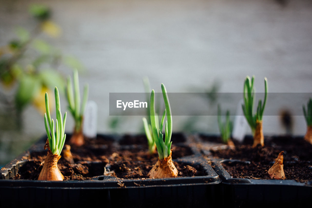 Close-up of potted onion