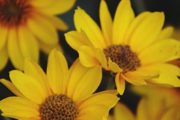 CLOSE-UP OF YELLOW FLOWERS