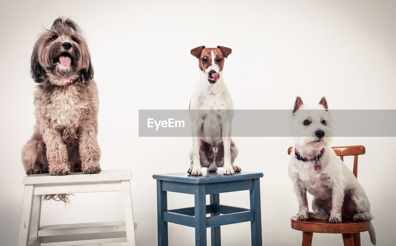 Portrait of three dogs over white background