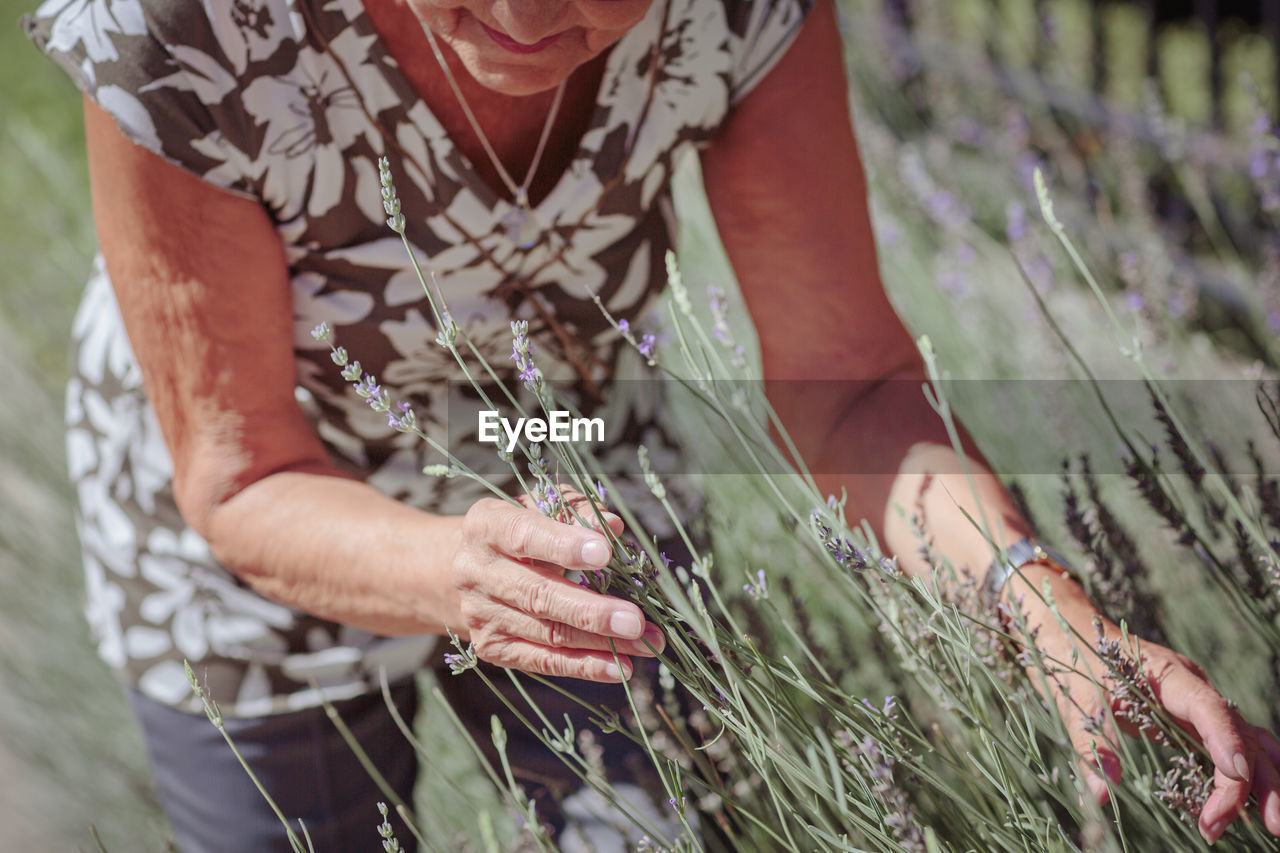 Unrecognizable senior woman caring lavender flowers