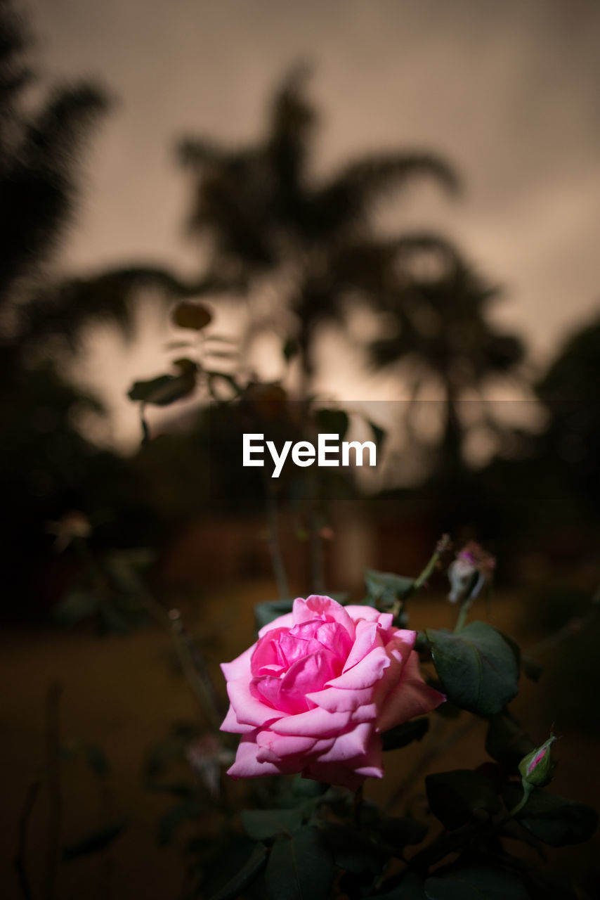 CLOSE-UP OF PINK ROSE ON PLANT